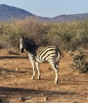 Zebra Looking Back in Dry African Savanna Stock Photos