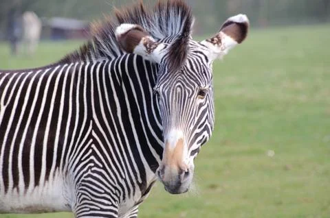 Zebra looking back Stock Photos