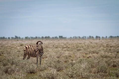 Zebra looking back. Stock Photos