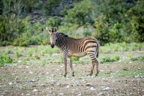 Zebra looking at the camera in Etosha. Stock Photos