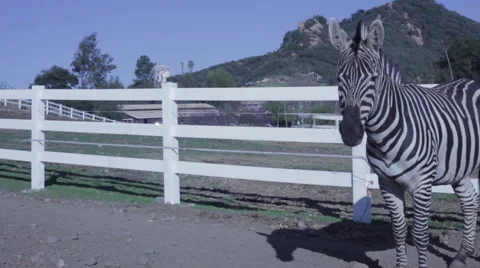 Zebra Looking at Camera 스톡 동영상 50234110