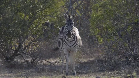 Zebra looking at the camera Stock Footage 70151411