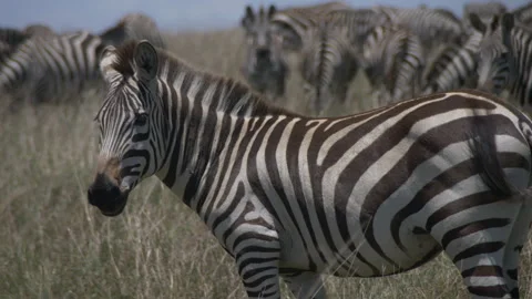 Zebra Looking At Camera, Walks Away Stock Footage 246647046