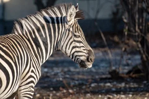Zebra looking into camera while chewing on dried grass Stock Photos