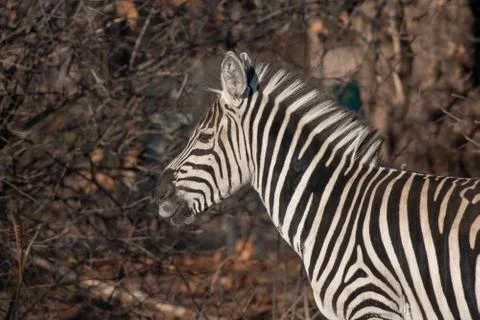 Zebra looking into camera while chewing on dried grass Stock Photos