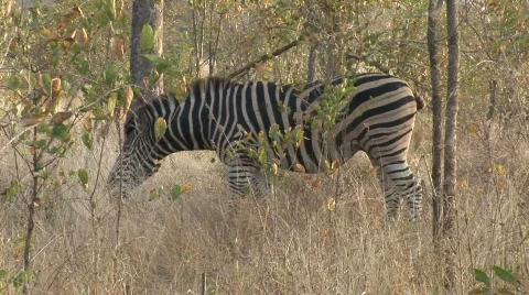 Zebra looking Vidéo 532079