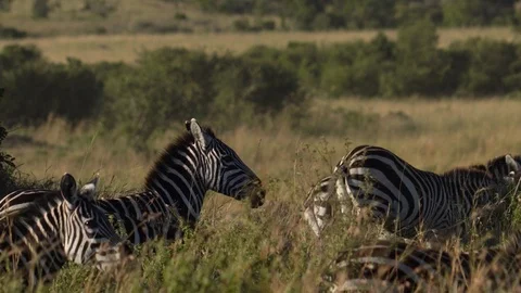Zebra Looking Stock Footage