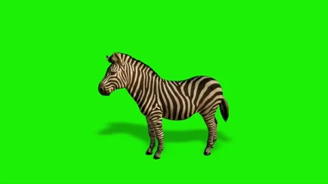 Zebra Looking on Green Screen Stock-Footage 225217704