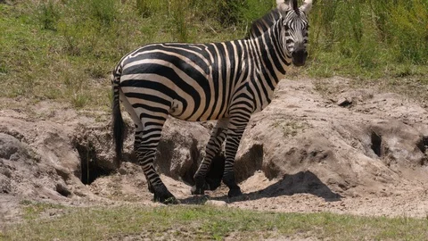 Zebra looking for Water Stock Footage 125157415