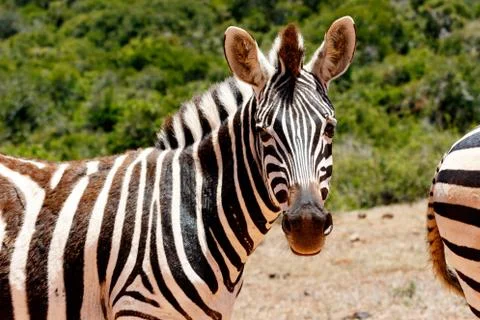 Zebra looking at you Stock Photos