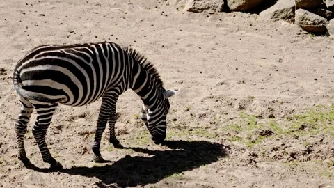 Zebra lowers head to graze on dry sandy ground under strong daylight Stock Footage 345520804