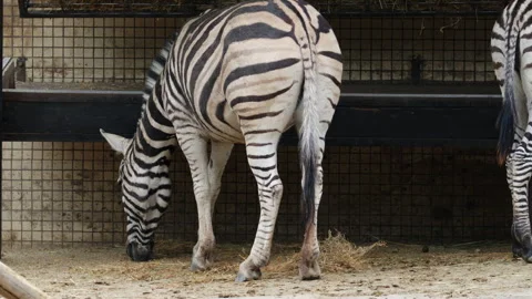 A zebra lowers its head to graze on the ground, calmly feeding in a zoo Stock Footage 337259185