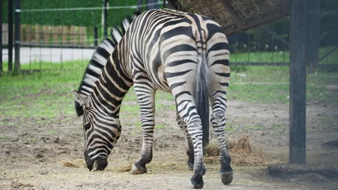 A zebra lowers its head to graze on the ground, calmly feeding in a zoo Stock Footage 337259653