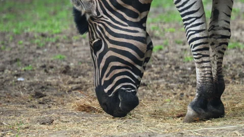 A zebra lowers its head to graze on the ground, calmly feeding in a zoo Stock Footage 337260336