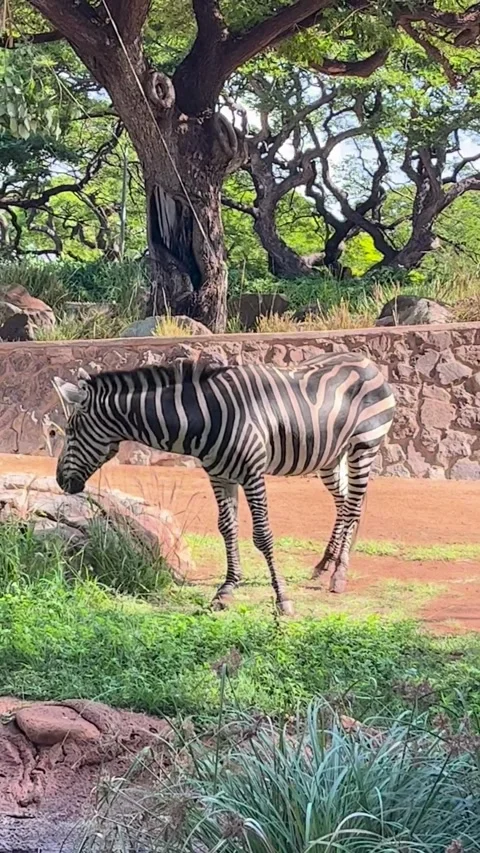 Zebra Lunch Stock Footage 305808440