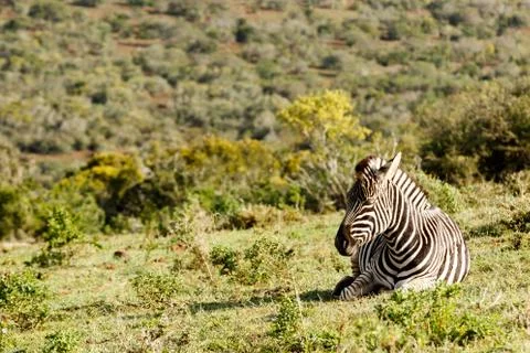 Zebra lying and catching some sun Stock Photos