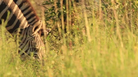Zebra Lying Down in Green Grass and Rolling on Back SLOMO GF Vídeos de archivo 50520206