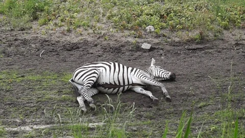 Zebra lying in the dust Stock Footage 97168143