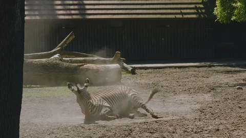 The zebra is lying in the dust on the ground. Stock Footage 119003044