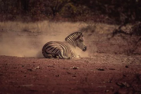 Zebra lying on the ground in a game reserve in Africa surrounded by wild nature Stock Photos