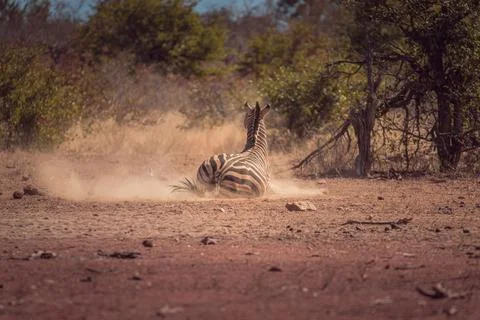 Zebra lying on the ground in a game reserve in Africa surrounded by wild nature Stock Photos