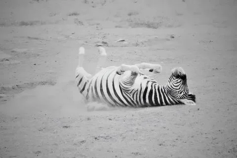 Zebra lying on sandy ground in open plain Stock Photos
