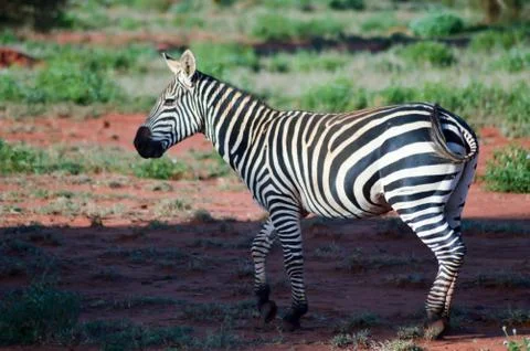 Zebra lying in the savanna Stock Photos