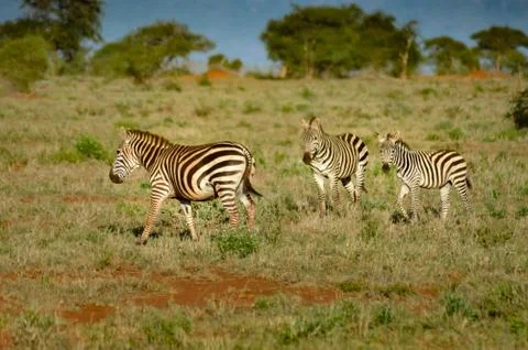 Zebra lying in the savanna 스톡 사진