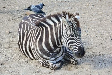 A zebra lying with two jays on its back Stock Photos