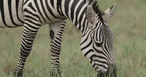 Zebra, Maasai Mara Stock Footage 137532575