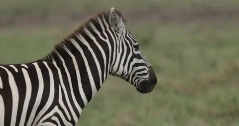 Zebra, Maasai Mara Vídeos de archivo 137534050