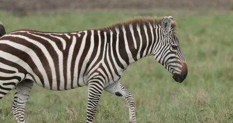 Zebra, Maasai Mara Stock Footage 137535631