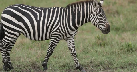 Zebra, Maasai Mara Stock Footage 137536033