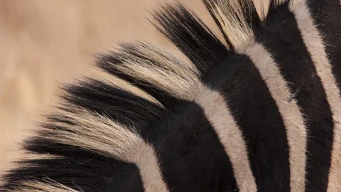 Zebra Macro detail pattern, extreme closeup of zebra stripes and mane hair Stock Footage 278518190