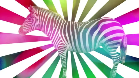 Zebra made into abstract hypnotic pattern Stock Footage 259850264
