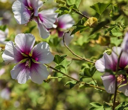 Zebra Mallow . Multiple blooms Stock-Fotos