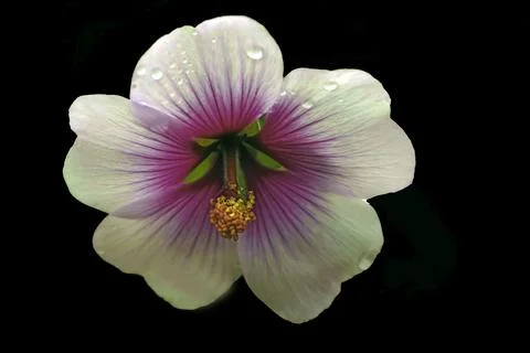 Zebra Mallow Foto stock