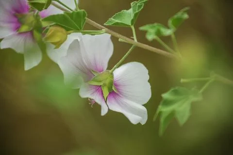 Zebra Mallow . Two blooms on stem . Close up Stock-Fotos