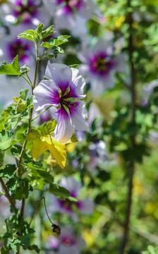 Zebra Mallow . Vertical Stock-Fotos