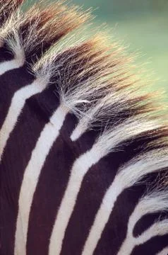 Zebra mane 스톡 사진