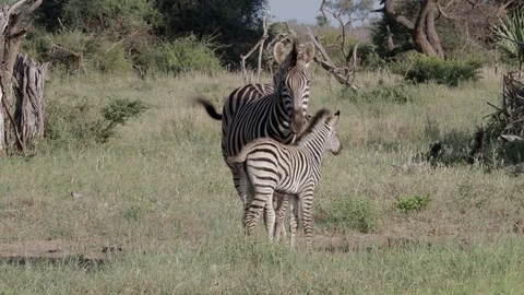 Zebra mare with foal Stock Footage 125414285