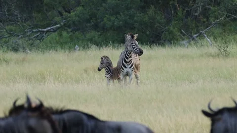 A zebra mare guiding her foal away from a predator Stock Footage 329359019