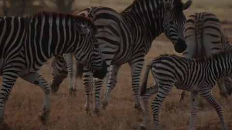 The zebra mare protecting her foal Stock Footage 336373156