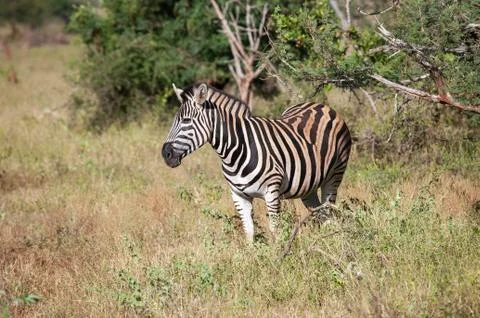 A zebra mare standing alert while resting in a clearing. Stock Photos