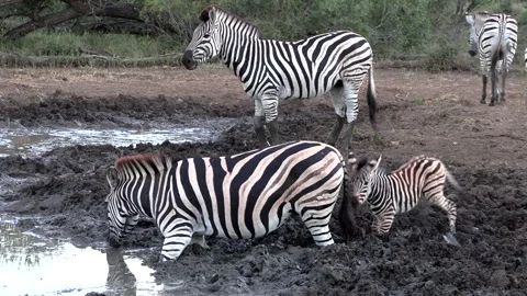 Zebra mare with tiny foal drinking water in a muddy wallow. The young foal Video stock 304482829