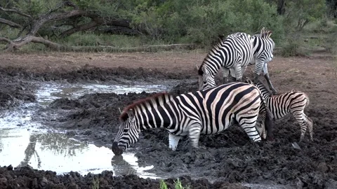 Zebra mare with tiny foal drinking water in a muddy wallow. The rest of the Stock Footage 304482946