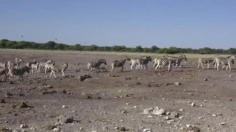 Zebra ,Mass shift to the right; tail-end breaks into a run — Part 54 Stock Footage 320846438