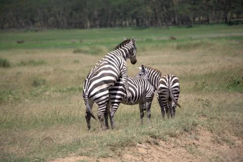 Zebra mating Stock Photos