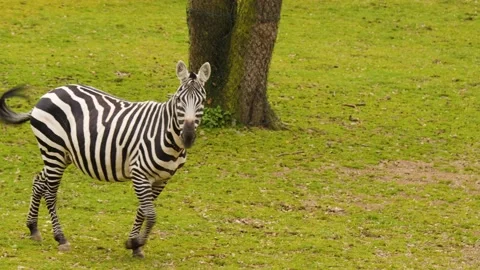 Zebra on a meadow Video stock 238947282
