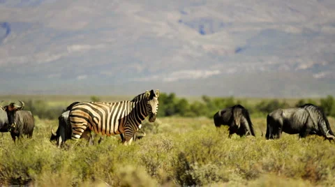 Zebra in the middle of wildebeests Stock Footage 3880142